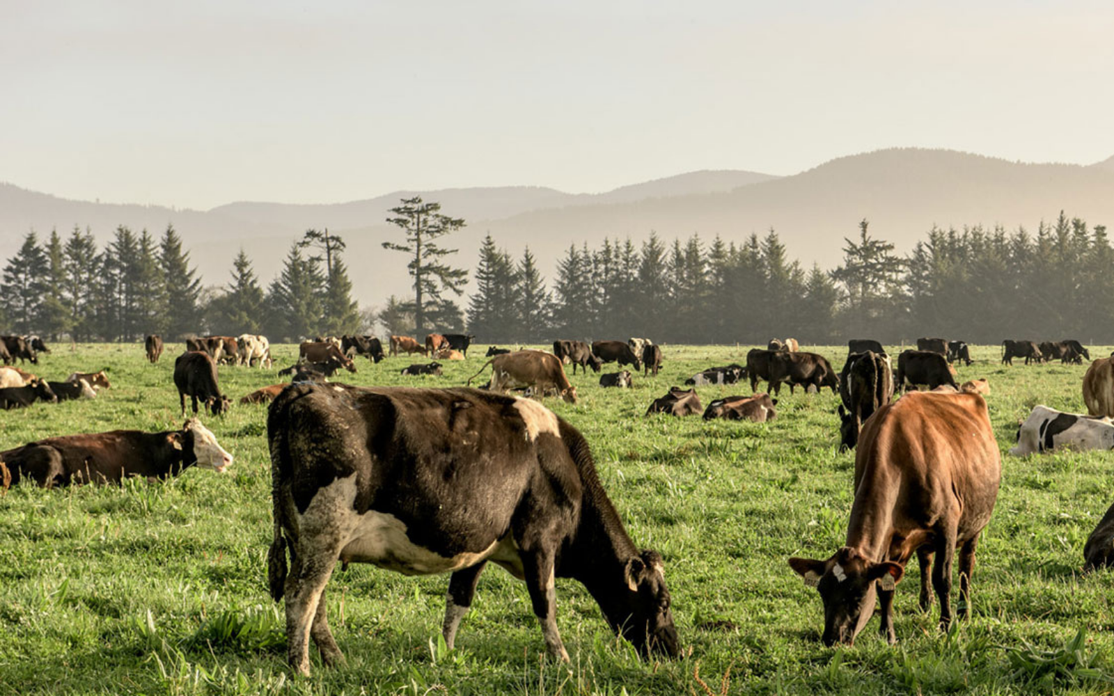 Regenerative Agriculture Versus Organic Farming: What You Need to Know