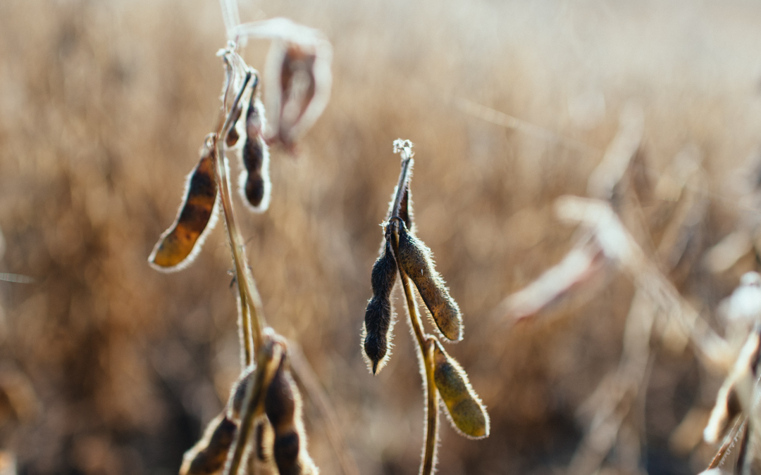 How Industrial Seed Oils can be Harmful